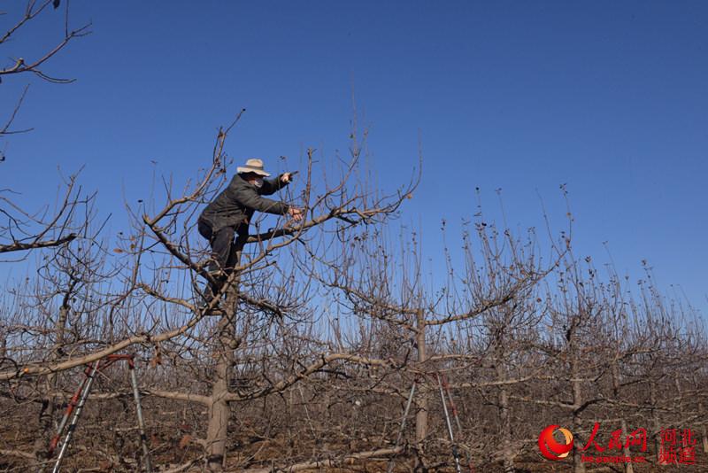 春季苹果修枝条新闻盆栽苹果树的养护方法