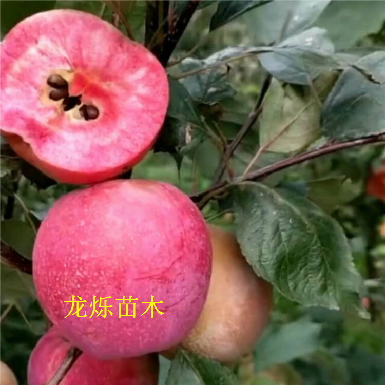 包含通辽有苹果产地吗最近新闻的词条
