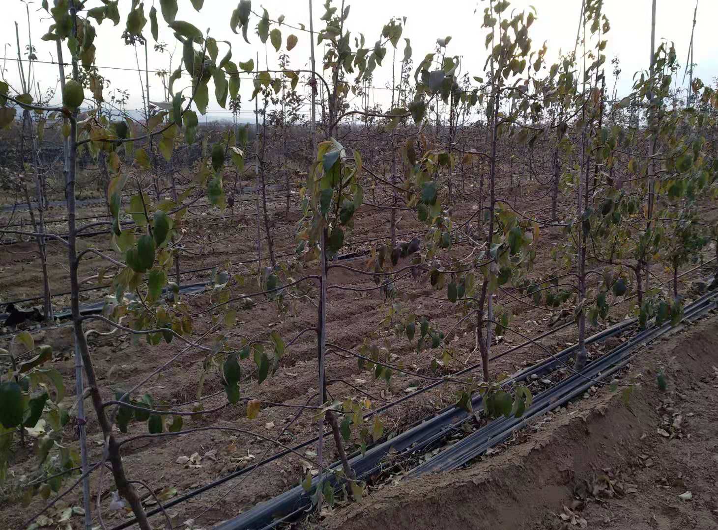 种植苹果树苗新闻苹果树几月种植较好-第2张图片-太平洋在线下载